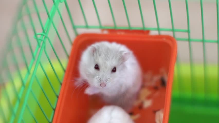 live chat suomi x hamster live chat suomi x hamster