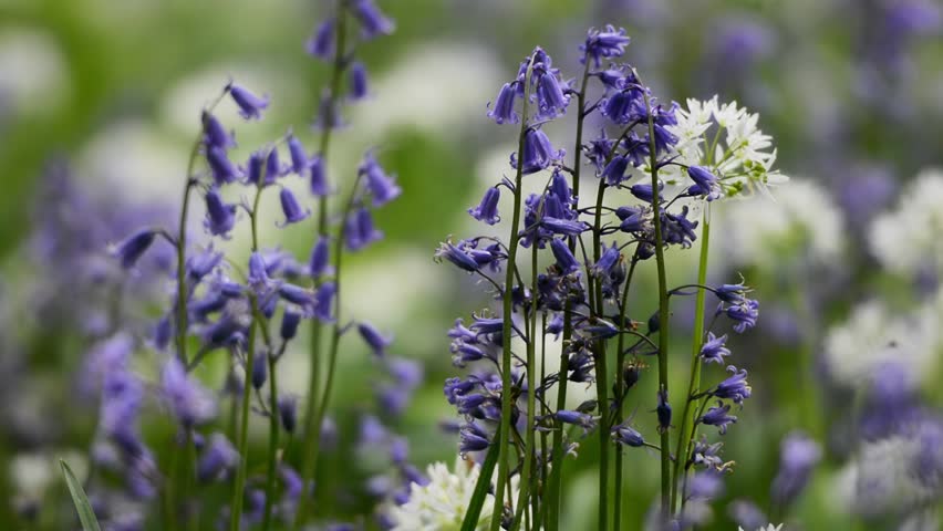 Header of white garlic