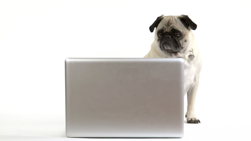 pug computer screen a pug looks at the screen of a laptop computer stock footage 6223589 pug computer screen a pug looks at the screen of a laptop computer stock footage 6223589
