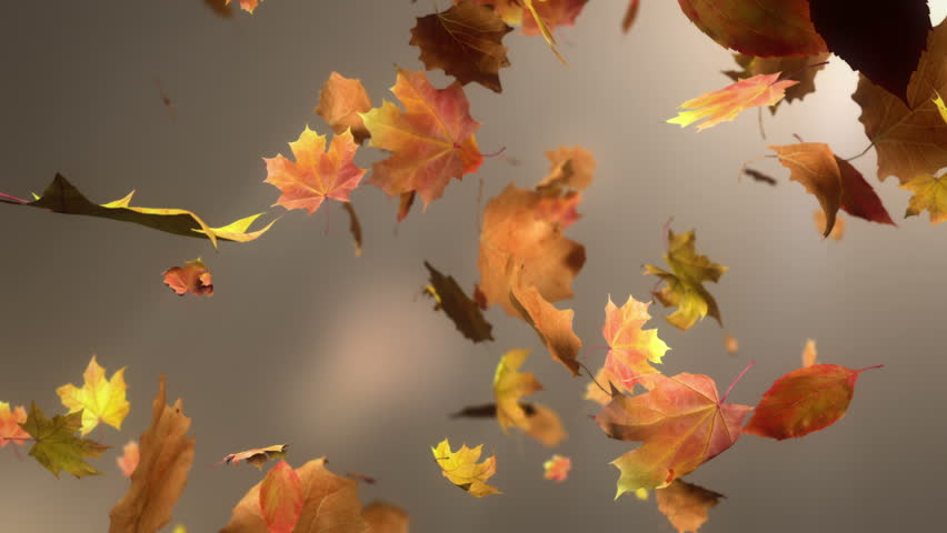 Falling Leaves Stock Footage Video - Shutterstock