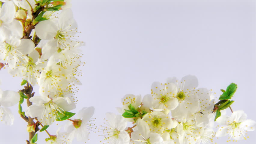 White Flower Stock Footage Video - Shutterstock