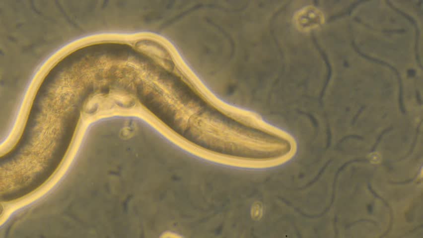Caenorhabditis Elegans A Free