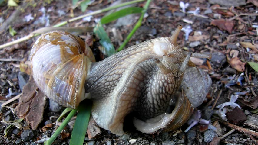 Two Big Snails Have A Sex Very Closeup View To Snail Sexual