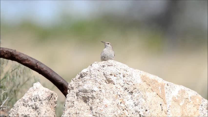 from slave to pharaoh the black