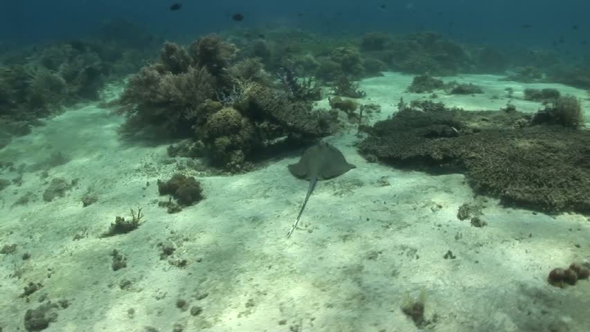 Blue Spotted Stingray (Neotrygon Kuhlii) On A Tropical Coral Reef Stock ...