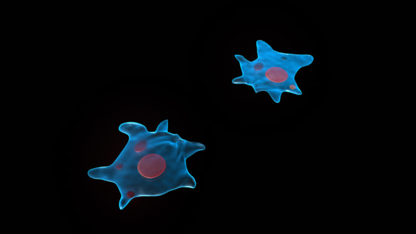 Header of Amoeba