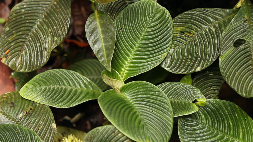 plants-with-ridged-leaves-on-the-rainforest-floor-in-the-upper-amazon