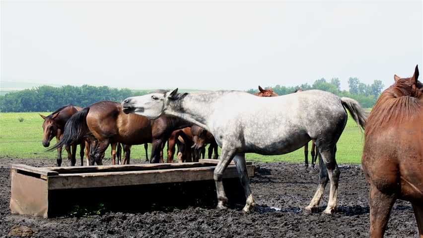 Horses Nod Their Heads In Unison (saved From Annoying Insects). Stock
