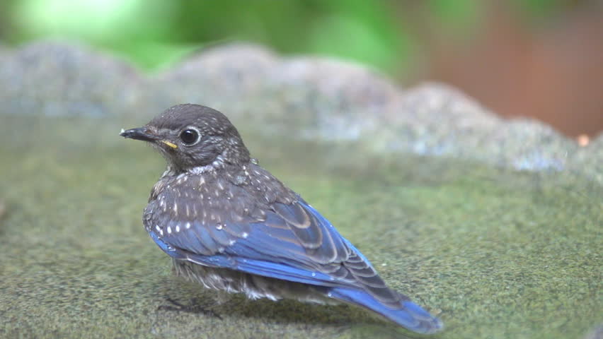 Eastern Bluebird (Sialia Sialis) Male During Rare Georgia Snowstorm