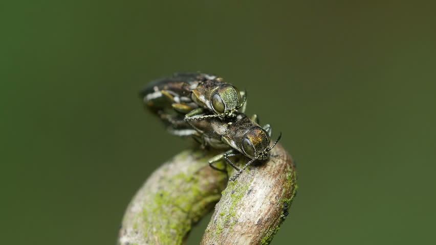 Header of Agrilus egenus