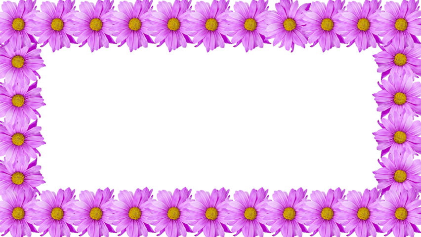 Animated Border Frame Of Purple Flowers (Daisy). Alpha Channel Included