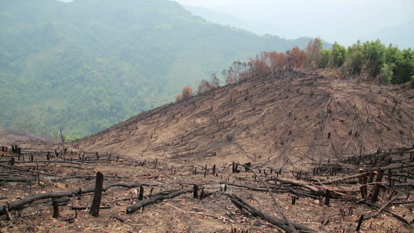 Examples List on Deforestation