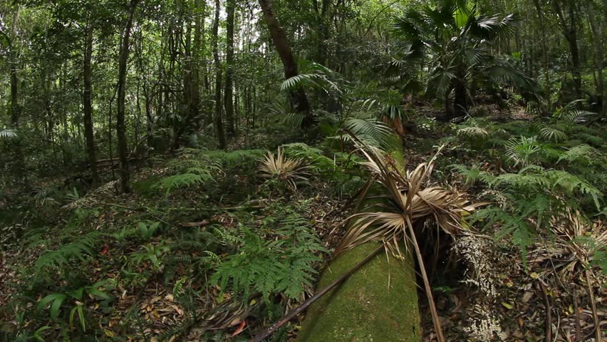 Temperate Rainforest Australian Landscape The Eastern Australian