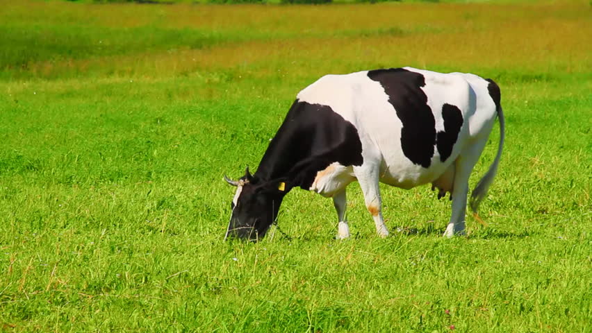 Cow Eats Grass Stock Footage Video 802744 Shutterstock 0106