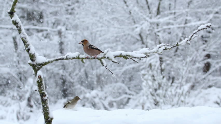bird hawfinch eating seeds during snow storm in the winter bird hawfinch eating seeds during snow storm in the winter