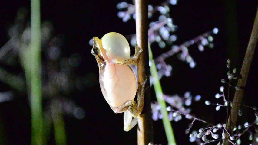 Header of Scinax