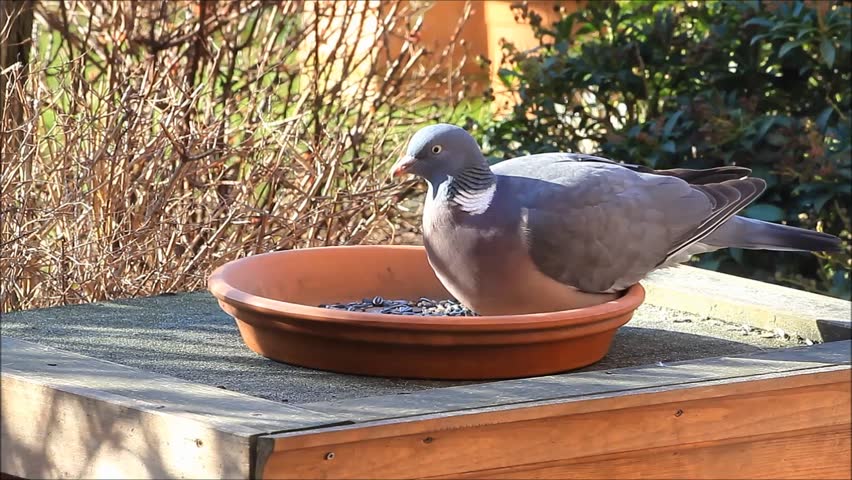 pigeon big dove feeding bird food winter stock footage pigeon big dove feeding bird food winter stock footage