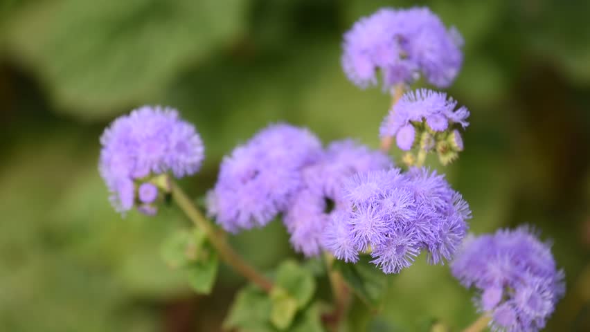 Header of Ageratum Houstonianum