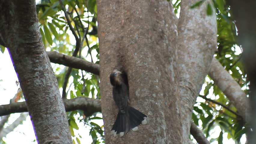 Header of Anorrhinus austeni
