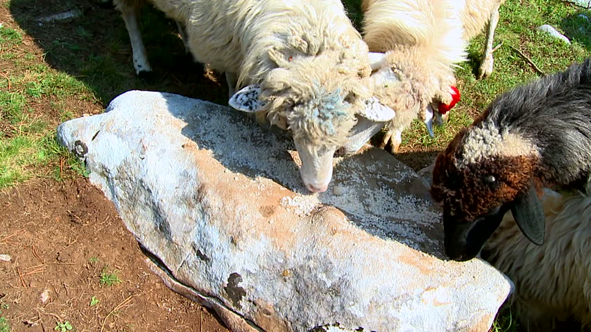 women watching bisexual men suck dick lick a sheep