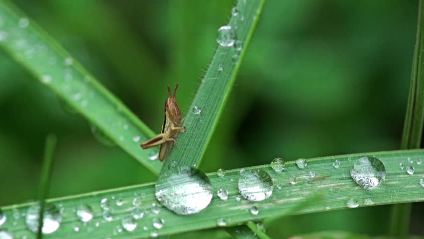 Header of Acridoidea