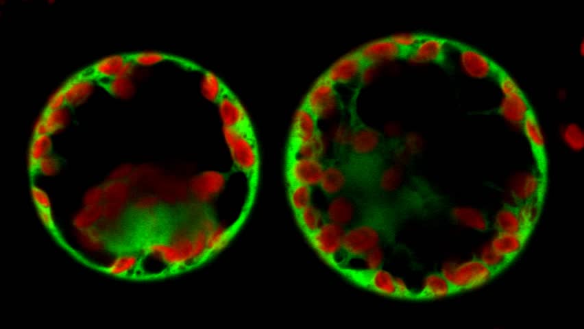 cell-wall-definition-meaning