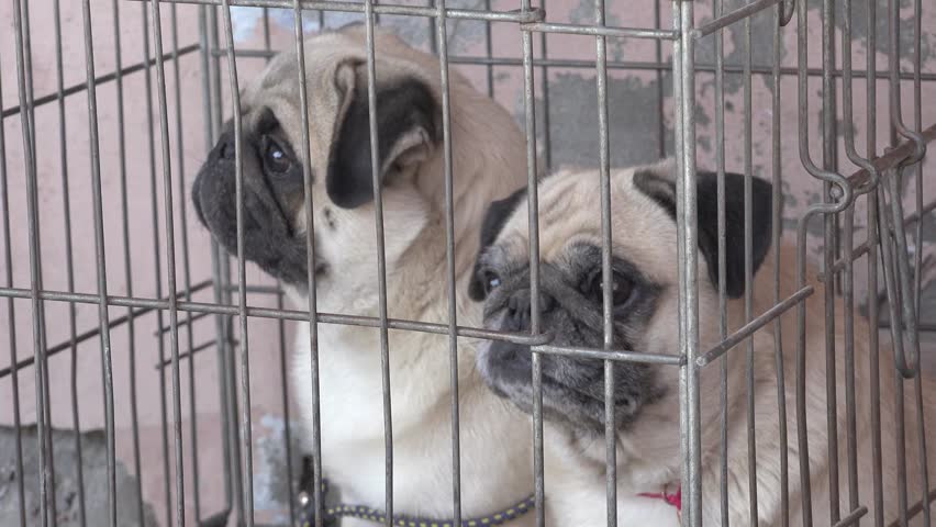 different breeds of pugs pug at the stadium up different breeds of dogs stock footage 9832895 different breeds of pugs pug at the stadium up different breeds of dogs stock footage 9832895