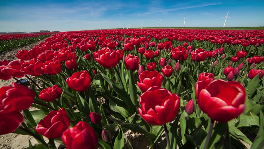 tulips bed farm hd tulips farm near the creil town beautiful morning scenery in netherlands europe exported from tulips bed farm hd tulips farm near the creil town beautiful morning scenery in netherlands europe exported from