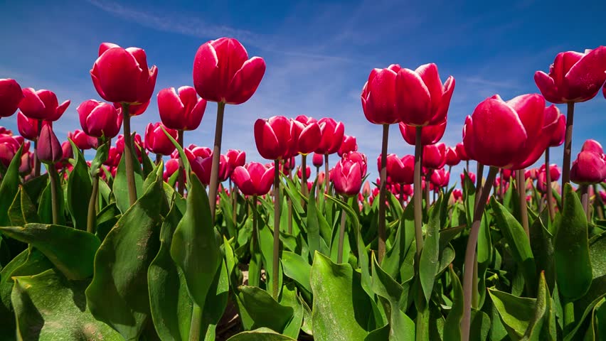 tulips bed farm hd tulips farm near the creil town beautiful morning scenery in netherlands europe exported from tulips bed farm hd tulips farm near the creil town beautiful morning scenery in netherlands europe exported from