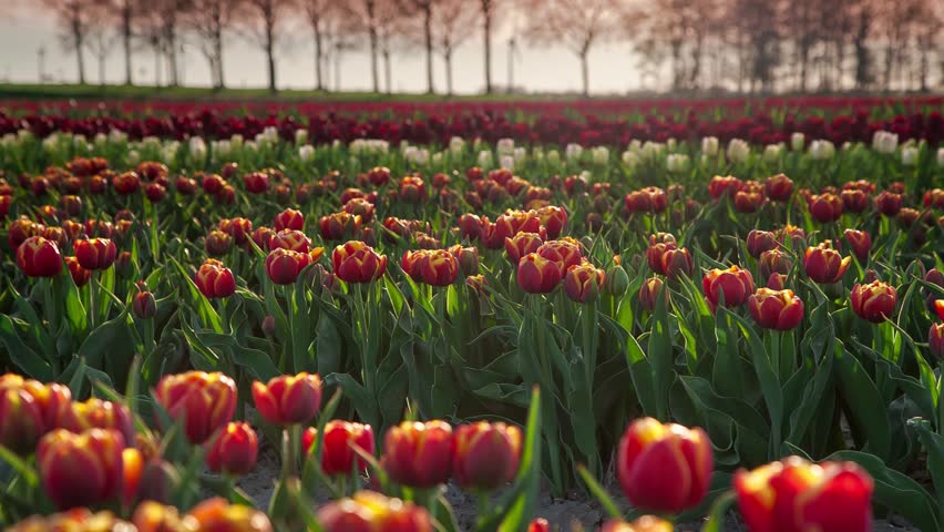 tulips bed farm hd tulips farm near the creil town beautiful morning scenery in netherlands europe exported from tulips bed farm hd tulips farm near the creil town beautiful morning scenery in netherlands europe exported from