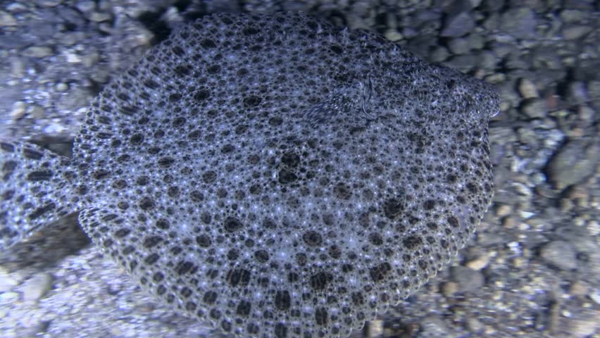 Header of pebbly