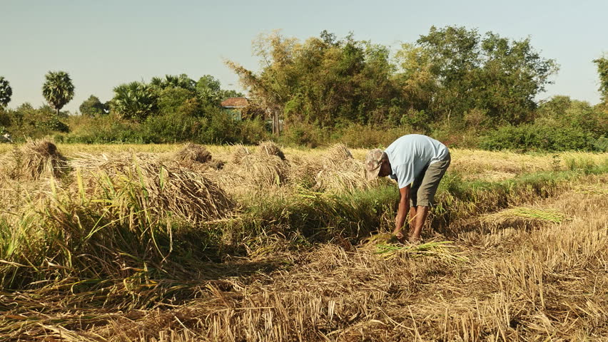 Farmer Harvesting Rice Crop With A Sickle In A Rice Field , Southeast ...