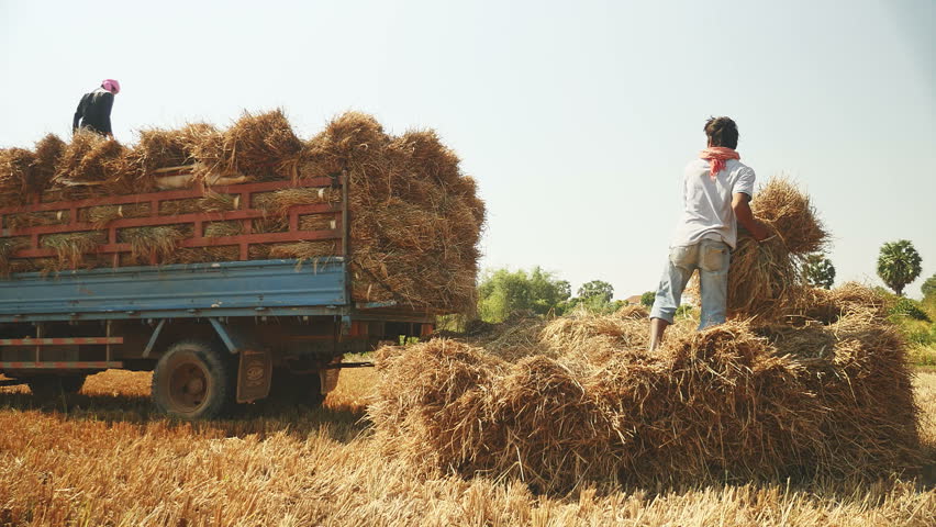 LAGUNA, PHILIPPINES - AUGUST 27, 2015: Corn Harvesters Hurling Corn ...