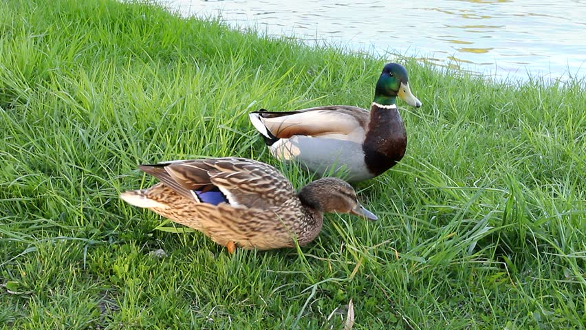 Duck Eats Grass Stock Footage Video 8874283 - Shutterstock