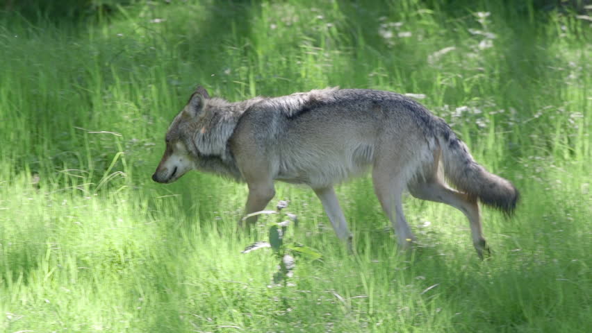 Wolf Standing In High Grass Stock Footage Video 19270183 - Shutterstock