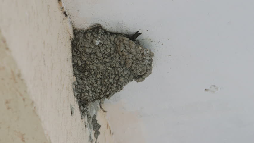 Swallow Bird Mud Nest Under Eaves Of House Stock Footage Video 10766501 ...