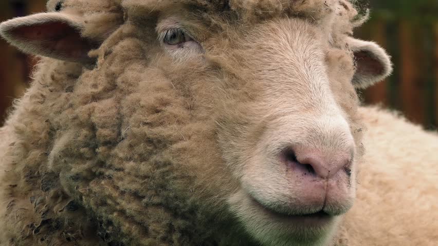 Sheep Chewing The Cud Closeup Stock Footage Video 10789511 - Shutterstock