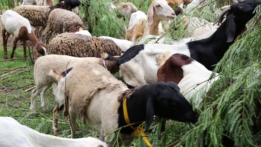 Sheep And Goat Farm Close Up, Flock In Different Species And Color ...