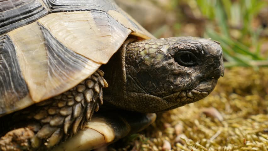 Testudo Hermanni Turtle Hiding Head In Armor 4K 2160p UltraHD Footage ...