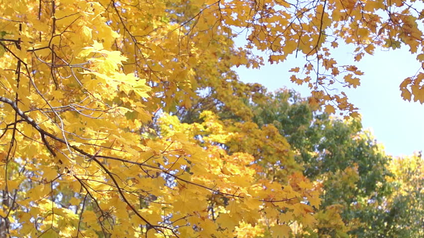 Aspen Trees With Fall Colors And Wind Shaking The Leaves. Wind Starts ...