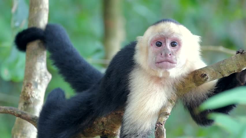 White Faced Monkey Looking Straight HDFootageStock Com   1 