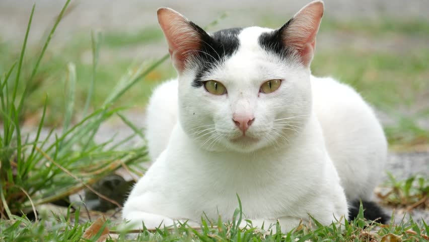 White Cat With Small Black Spots On Its Ears Laying On Grass Stock ...
