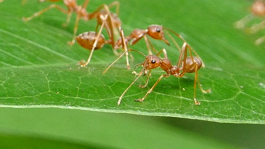 Red Ant (Oecophylla Smaragdina Fabricius) On Leaf In Tropical Rain ...