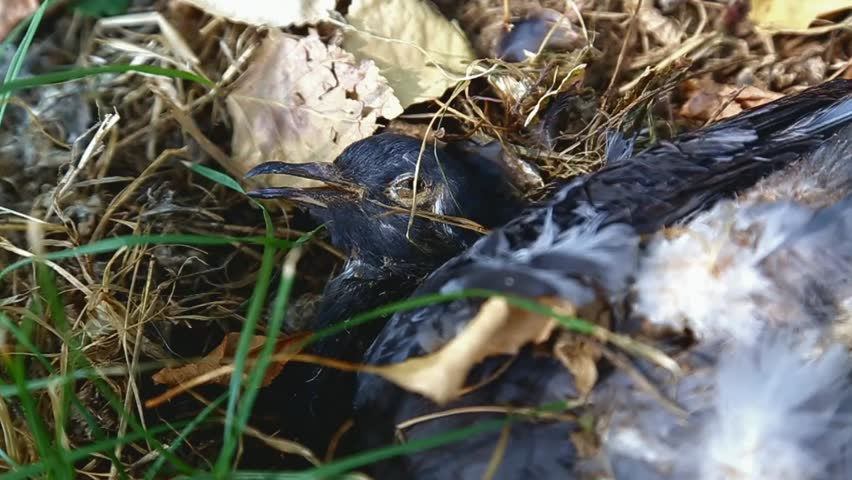 Baby Bird Of Black-headed Gull (Larus Ridibundus) In A Nest Stock ...