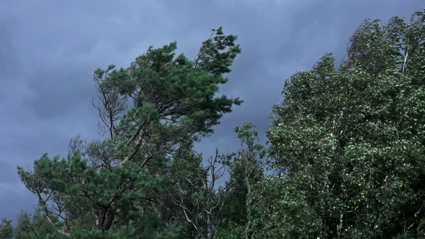 Storm Blowing In Trees Stock Footage Video 11691026 - Shutterstock