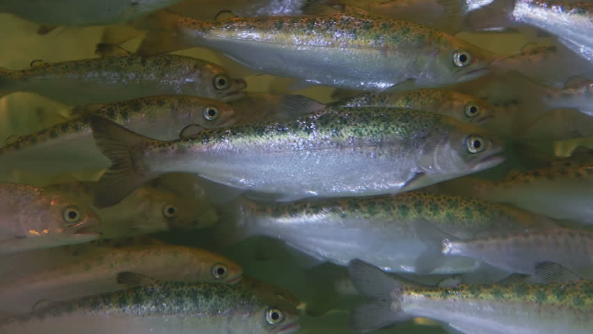 Young Salmon Swimming (HD). Young Coho Salmon Fingerlings Swimming ...