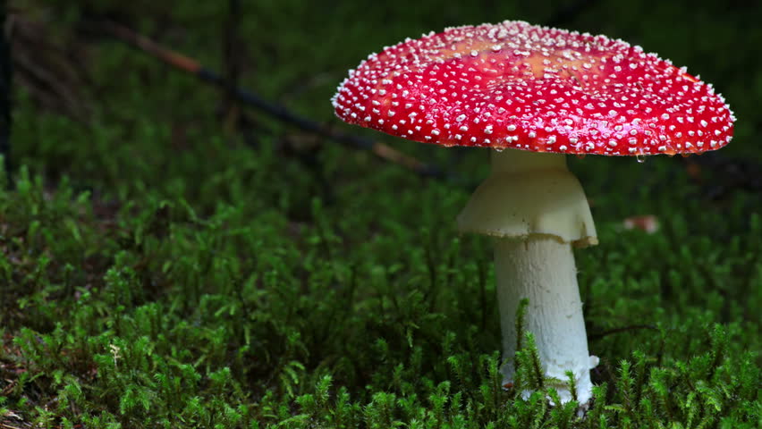 Amanita Muscaria Magic Mushroom Artistic Bulge Zoom Out Iceland Stock ...