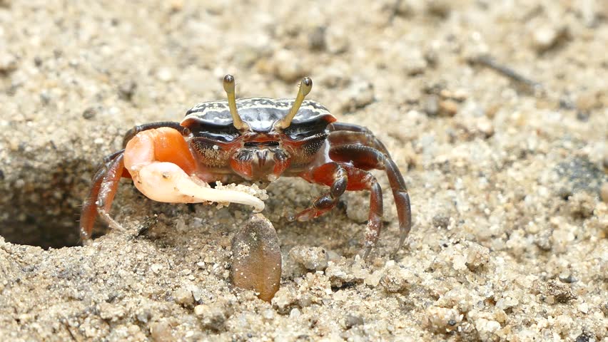 Fiddler Crab (genus Uca) Emerges From Its Burrow In A Flood Plain In ...