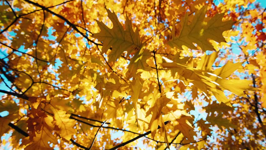 Detail Of Autumn Leaf, Gentle Wind. Stock Footage Video 3917333 ...