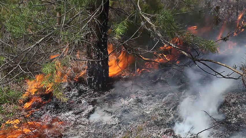 Close View Of Forest Ground Fire Under Pine Tree. Video Appropriate To ...